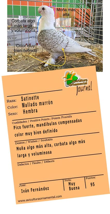 Raza Satinette